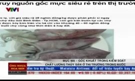 Nguồn gốc mực lạ giá “siêu rẻ” trên thị trường