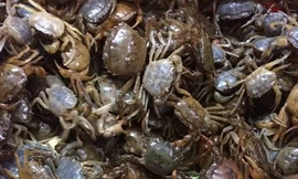 Ăn phải cua đồng chết rất nguy hiểm (ảnh minh họa)