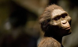 Chiêm ngưỡng hàm răng 9,7 triệu năm tuổi vừa được phát hiện