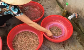 Năm nay, do thời tiết thất thường, sản lượng rươi không nhiều nên giá rươi tăng đột biến, sau khi qua thương lái có thể lên tới 500 - 600 nghìn/kg. 