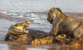 Cá sấu ác chiến với sư tử.