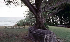 Hình ảnh cây đa bồ đề nuốt chửng lấy ngôi mộ.