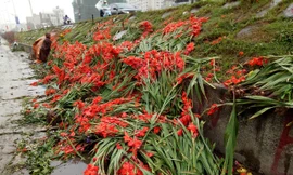 Xót xa cảnh hàng nghìn bó hoa bị đổ bỏ ven đường Hà Nội