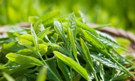 Uống gì detox để khỏe đẹp trong mùa hè?