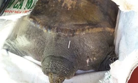 Bắt được rùa 'khủng', nặng 40kg khi thả lưới sau nhà