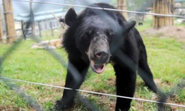 Gấu được chăm sóc tại Trung tâm Cứu hộ Gấu Việt Nam tại Vườn quốc gia Tam Đảo (Vĩnh Phúc). Ảnh: Giang Huy.