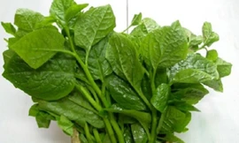 Mồng tơi rất giàu vitamin A, giúp tăng cường hệ thống miễn dịch, ngăn ngừa vi khuẩn và hỗ trợ xương chắc khỏe. Ảnh: Wikipedia. Ngăn ngừa loãng xương