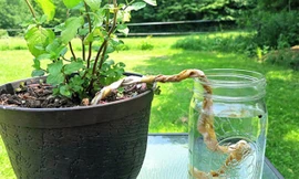 Vặn xoắn những sợi vải lại với nhau, sau đó đặt một đầu vào lọ nước, đầu kia nhét xuống đất trong bồn. Cách này giúp cây sống sót qua mùa hè khô nóng. Ảnh: Dontwastethecrumbs.