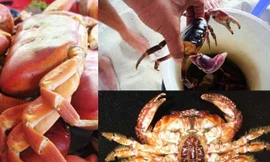 Những loài cua biển gây ngộ độc chết người ở VN