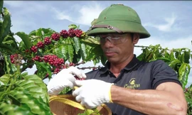 Vĩnh Hiệp hiện nằm trong Top 10 doanh nghiệp xuất khẩu cà phê lớn nhất Việt Nam. 