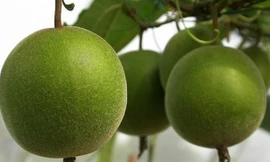 Không phải ai cũng có thể uống nước quả la hán.