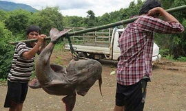 Hai người đàn ông dùng đòn tre khiêng con cá chiên. Ảnh: H. Đ.