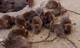 Có lần, người ta còn phát hiện ra 1.000 con chuột trong một khách sạn mà Erika đang ở.