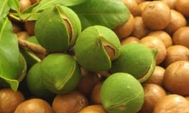 Hạt mắc ca có hàm lượng dầu béo lên tới 78%