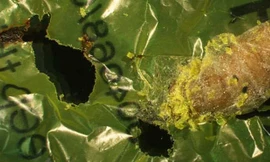 Đây là những con sâu đang khiến cả thế giới phải phấn khích