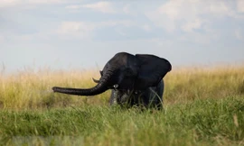 Voi con chơi đùa tại khu vực sông Chobe, Công viên quốc gia Chobe, Botswana. (Nguồn: AFP/TTXVN)