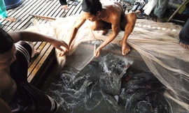 Hiện nay, cá lăng nha trở thành loài cá đặc sản, có mặt ở trong nhà hàng ở miền Tây và TP.HCM. Ảnh: Ngọc Trinh/ Zing