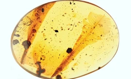 Mảnh hổ phách chứa lông vũ của chim cổ đại. Ảnh: Science Alert.