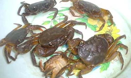 Tôm, cua đồng là hai loại chứa nhiều sán lá phổi.