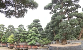 Ngắm vườn tùng cổ thụ trăm tuổi, giá triệu USD của đại gia Hà Nội