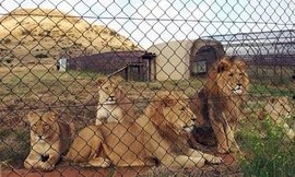 Sư tử được nuôi để phục vụ thú săn bắn của một bộ phận du khách đến châu Phi