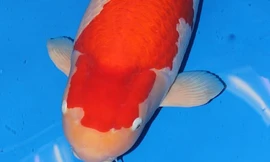 Cận cảnh chú cá Koi đắt nhất thế giới giá 42 tỷ đồng