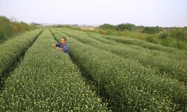 Một tuần nữa hoa cúc hoạ mi nở