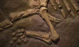 Tìm thấy xương đùi dài hai mét 140 triệu năm tuổi