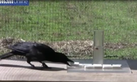 Xem quạ đen thể hiện trí thông minh