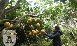 Người dân trồng bưởi Diễn vui mừng khi năm nay bưởi được mùa lại được giá