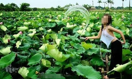 Những bức ảnh sen "áo yếm, thả rông" bị cư dân mạng ném đá. (Nguồn ảnh: Facebook).