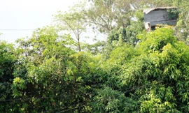 Cụ ông miền Tây 20 năm cất căn chòi 9 tầng trên ngọn cây