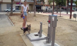 Những con chó có nơi để giải quyết nhu cầu mỗi khi được chủ dẫn ra ngoài đi dạo. Ảnh: O.C