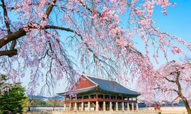 Du xuân Hàn Quốc, ngắm hoa anh đào cùng Pymepharco