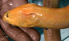 Con lươn ông Chi bắt được. Ảnh: Vĩnh Nam.