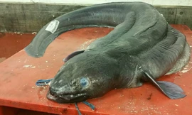 Cá chình biển nặng gần 60 kg sau khhi bị rút ruột. Ảnh: Telegraph