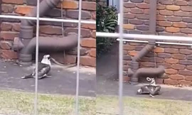 Chim bói cá lôi cổ rắn ra khỏi tường gạch