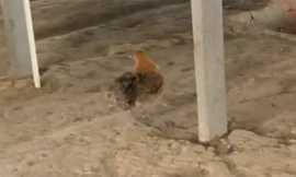 Ảnh cắt từ clip