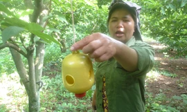 Chiếc bẫy bả ruồi vàng đem lại hiệu quả cao *ảnh: Duy Chiến