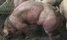 Campuchia tạo ra giống lợn “quái vật” cơ bắp cuồn cuộn như lực sĩ