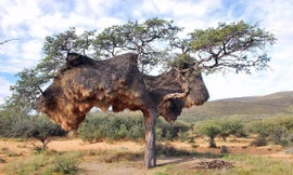 Những tổ chim siêu lạ trên thế giới