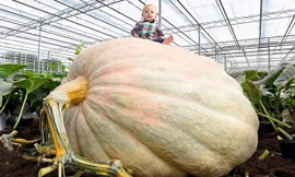 Ngỡ ngàng quả bí ngô cao 1,7m lớn nhất nước Anh