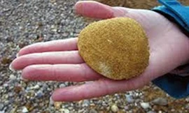 Ngao nước mặn: Sinh vật trường thọ nhất thế giới