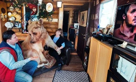 Gia đình Nga 20 năm ăn ngủ cùng gấu cưng 136 kg