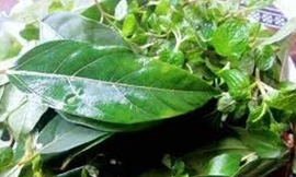 13 loại rau thơm chữa bệnh tốt