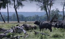 Sư tử mẹ đơn thân bảo vệ con khỏi đàn trâu rừng tìm giết