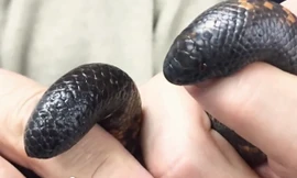Cận cảnh lớp da cứng như bộ giáp của trăn Calabar. Video: YouTube.