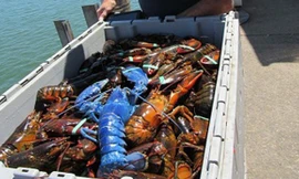 Wayne bên cạnh con tôm hùm xanh dương tìm thấy trong lưới. Ảnh: Facebook.