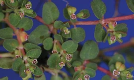 Món ăn, bài thuốc hỗ trợ chữa trị ung thư vú