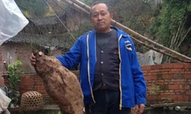 'Vua sắn dây' dài 1,4 mét giống hình chân người